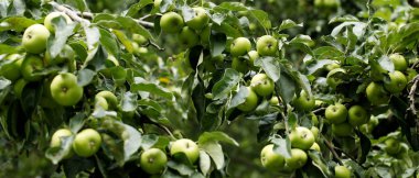 Elma ağacı elma ve gündüz, bahçede yeşil yaprakları ile görünümünü portre