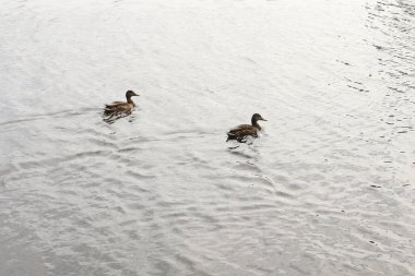 İki gündüz, havuzda yüzme ördek