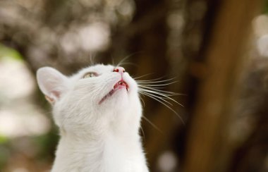 Portre sevimli beyaz kedi açık havada duran arka plan bulanık