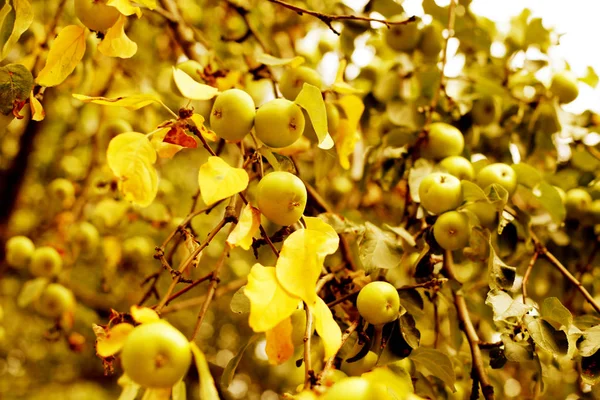 Nahaufnahme Von Apfelbaum Mit Äpfeln Und Grünen Blättern Garten Bei — Stockfoto