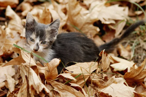 Closeup Cute Kitten Playing Dry Autumn Leaves Daytime — Stock Photo, Image