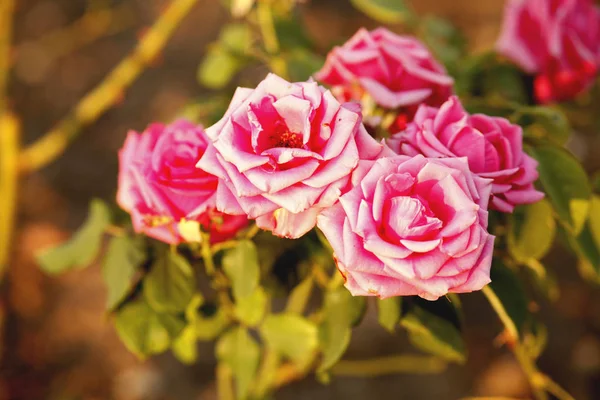 Primer Plano Del Arbusto Floreciente Rosas Rosadas Durante Día — Foto de Stock