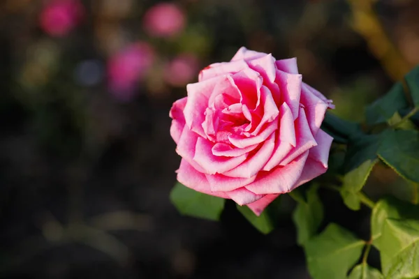 Close Van Bloeiende Bush Van Roze Rozen Overdag — Stockfoto