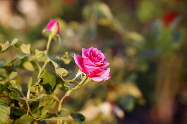 Close Van Bloeiende Bush Van Roze Rozen Overdag — Stockfoto