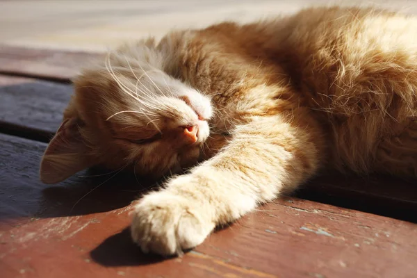 Closeup Cute Cat Sleeping Wooden Bench Daytime — Stock Photo, Image