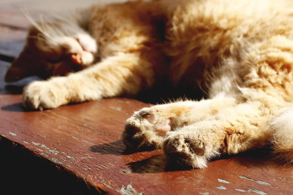 Nahaufnahme Einer Niedlichen Katze Die Tagsüber Auf Einer Holzbank Schläft — Stockfoto