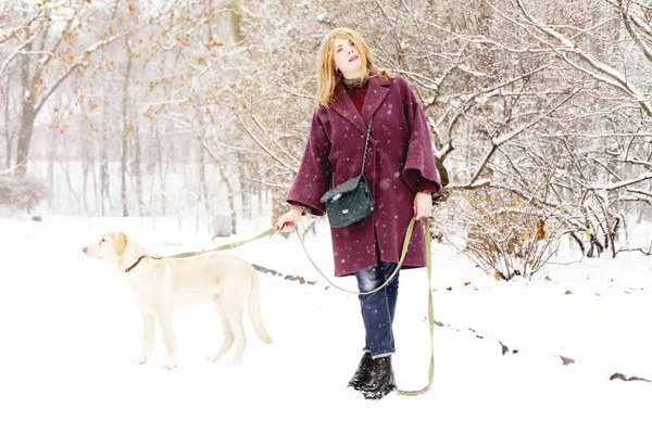 Téli Ruhában Játszik Aranyos Kutya Park Télen Nappali Fiatal Szépségét — Stock Fotó