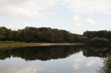 Yeşil orman su birikintisi içinde gündüz yansıtan doğal görünümünü