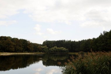 Yeşil orman su birikintisi içinde gündüz yansıtan doğal görünümünü