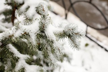 Çam ağacı dalları üzerinde doğal frost ile Noel arka plan