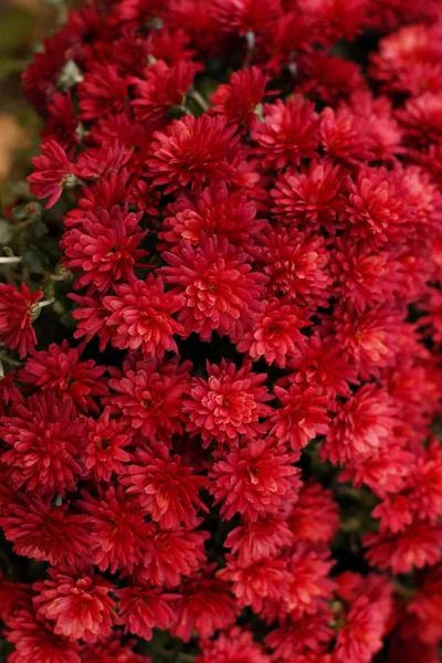 Närbild Skönhet Höst Blommor Bukett Suddig Bakgrund — Stockfoto