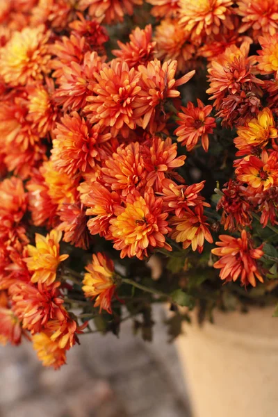 Nahaufnahme Von Schönheit Herbst Blumen Strauß Verschwommener Hintergrund — Stockfoto