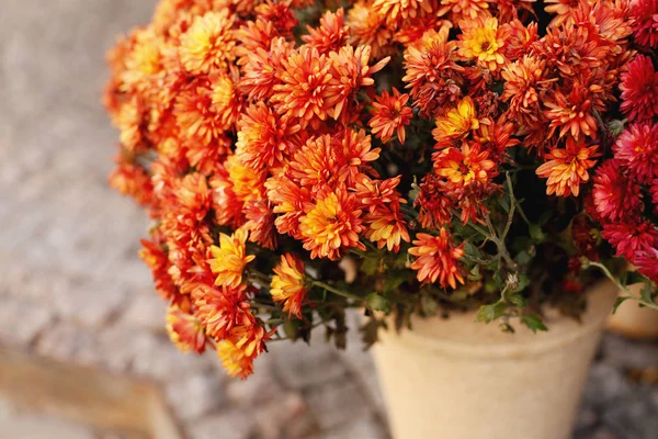 特写镜头美丽的秋天花花束 模糊的背景 — 图库照片