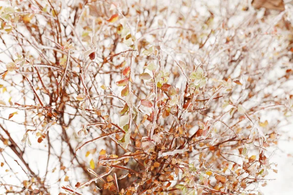 Branches Dans Neige Sous Une Lumière Douce Hiver Nature Fond — Photo