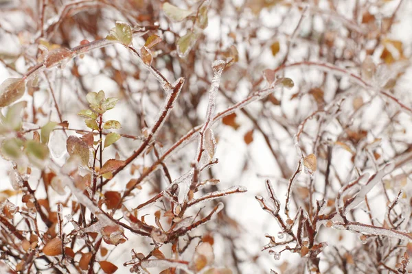 Branches Dans Neige Sous Une Lumière Douce Hiver Nature Fond — Photo