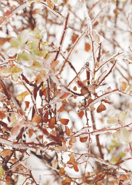 Ветки Снегу Мягком Свете Зимний Фон Природы — стоковое фото