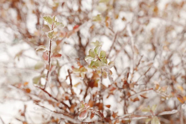 Ramas Nieve Luz Suave Invierno Naturaleza Fondo —  Fotos de Stock