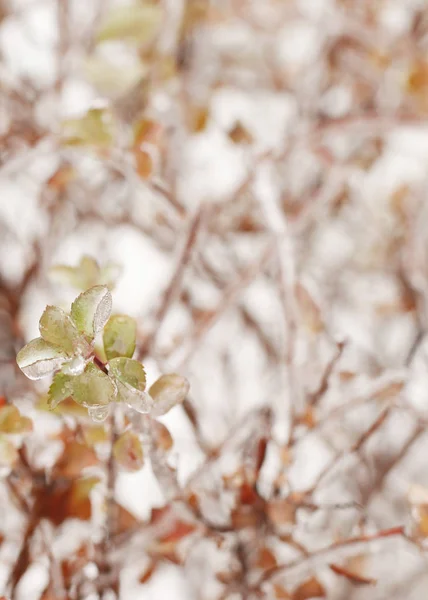 Ветки Снегу Мягком Свете Зимний Фон Природы — стоковое фото