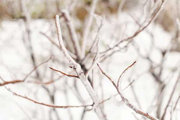 Grenar Snön Mjukt Ljus Vinter Natur Bakgrund — Stockfoto