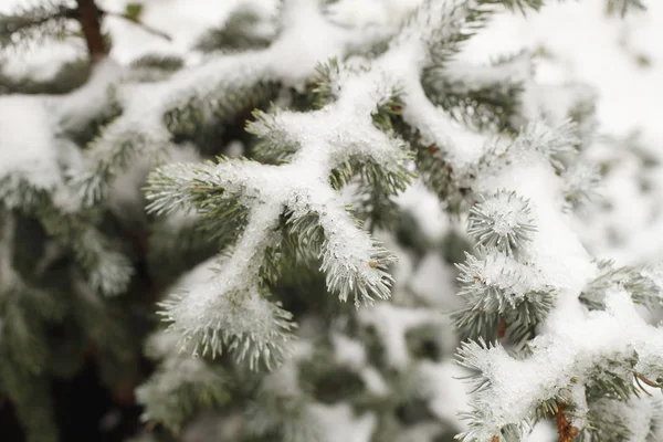 Kerstmis Achtergrond Met Natuurlijke Vorst Boom Pijnboomtakken — Stockfoto