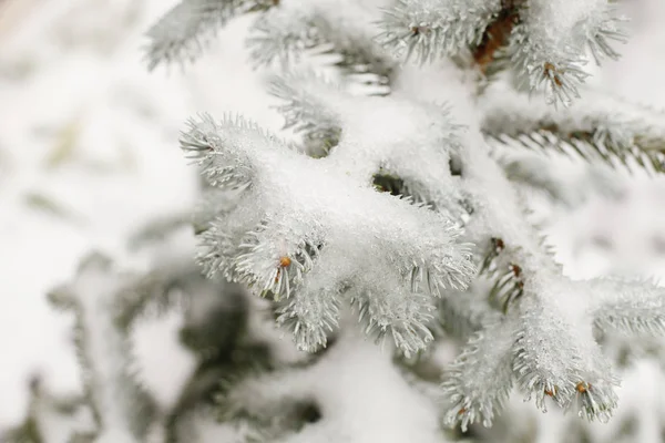 Fond Noël Avec Givre Naturel Sur Les Branches Pins — Photo