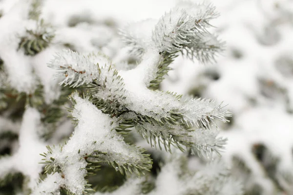Vánoční Pozadí Přírodní Mráz Větve Stromů Borovice — Stock fotografie