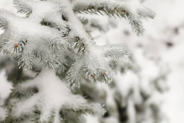 Χριστουγεννιάτικο Φόντο Φυσικό Παγετό Στους Κλάδους Δέντρων Πεύκων — Φωτογραφία Αρχείου