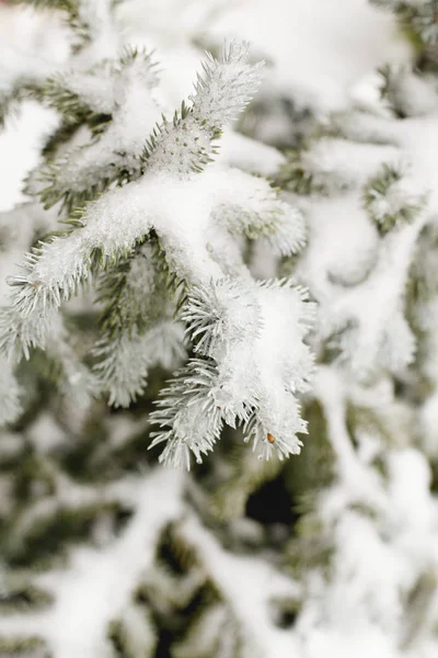 Рождественский Фон Натуральными Морозами Сосновых Ветвях — стоковое фото