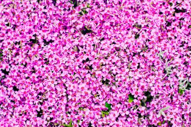 Çiçeklenme inanılmaz pembe çiçekler