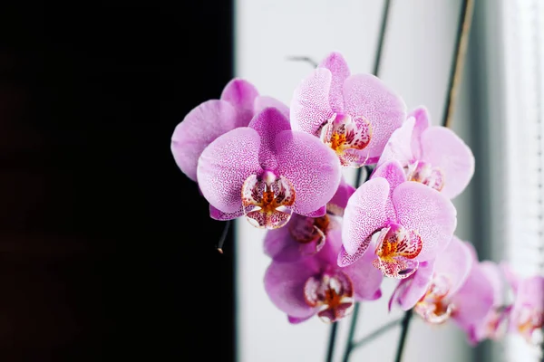 Orquídea Roxa Vaso Interiores — Fotografia de Stock