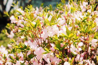 Bir gökyüzü önünde bir manolya dallarında