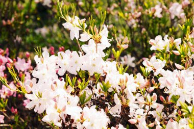 Bir gökyüzü önünde bir manolya dallarında