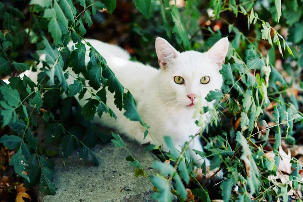 Adorabile Gatto Carino Animali Domestici Piedi Avventura All Aperto — Foto Stock