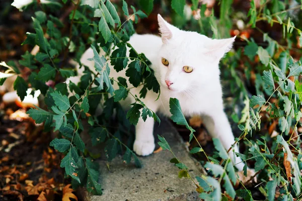Adorabile Gatto Carino Animali Domestici Piedi Avventura All Aperto — Foto Stock