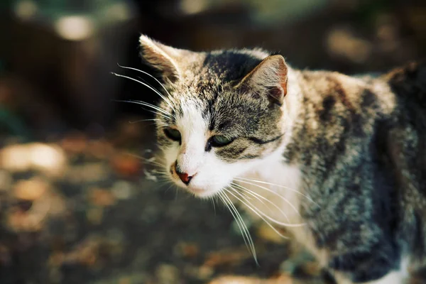 Adorabile Gatto Carino Animali Domestici Piedi Avventura All Aperto — Foto Stock
