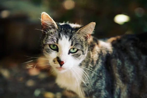 Adorabile Gatto Carino Animali Domestici Piedi Avventura All Aperto — Foto Stock