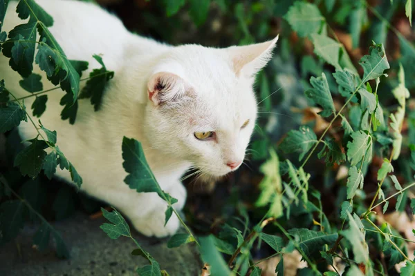 Adorabile Gatto Carino Animali Domestici Piedi Avventura All Aperto — Foto Stock