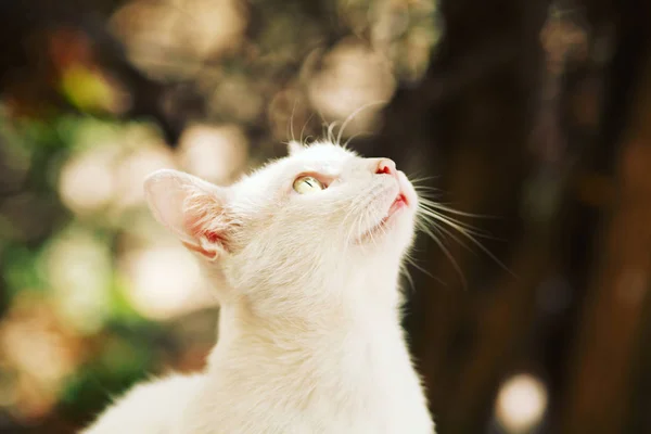 Adorabile Gatto Carino Animali Domestici Piedi Avventura All Aperto — Foto Stock