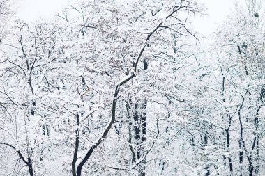 ormandaki ağaçlar kış