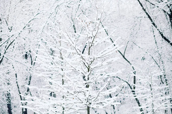 Winter Bomen Het Forest — Stockfoto