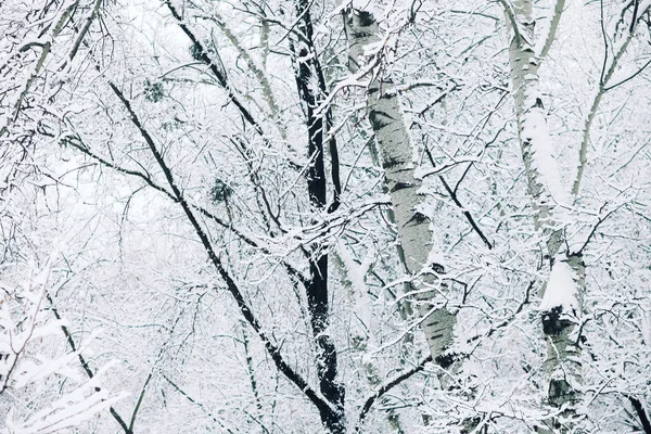 Vinter Träd Skogen — Stockfoto