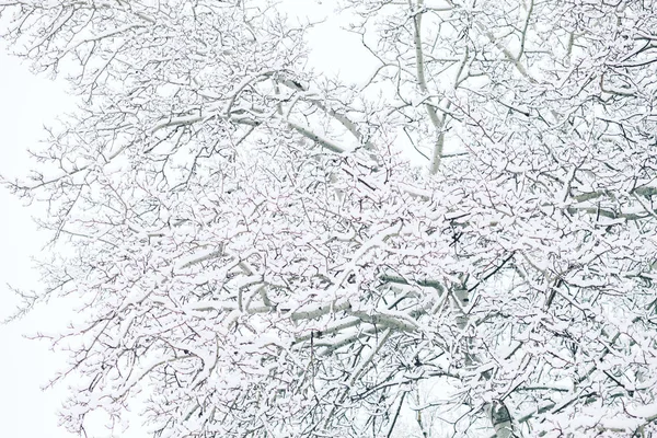 Winterbäume Wald — Stockfoto