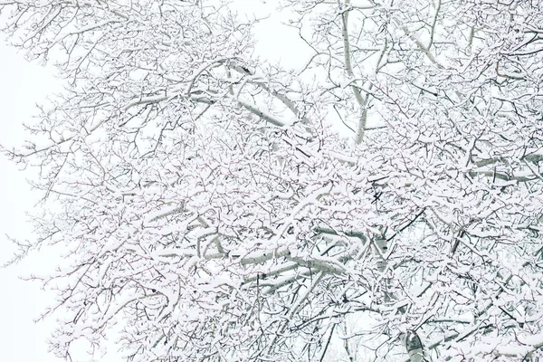 Arbres Hiver Dans Forêt — Photo