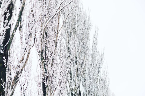Зимние Деревья Лесу — стоковое фото