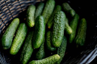 taze yeşil salatalık, yakın