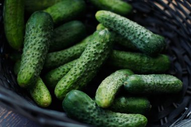 taze yeşil salatalık, yakın