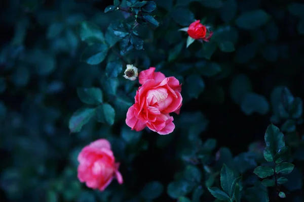 Rosa Blüten Garten Selektiver Fokus — Stockfoto