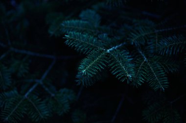 Noel ağacı dalları, seçici odak