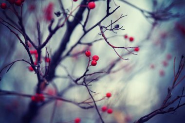 kırmızı çilek ile ağaç dalları, seçici odak