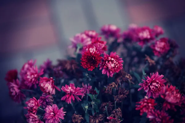 Fleurs Roses Dans Jardin Foyer Sélectif — Photo